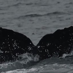 Fluke of CRC-22196