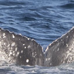 Fluke of CRC-22775