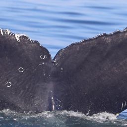 Fluke of CRC-22197