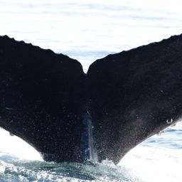 Fluke of CRC-22776