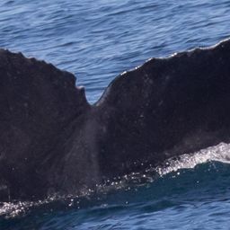 Fluke of CRC-22199