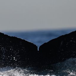Fluke of CRC-22778
