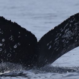 Fluke of CRC-22779