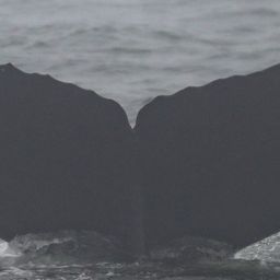 Fluke of CRC-22780