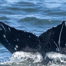 Fluke of HW-MN0503610