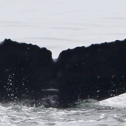 Fluke of CRC-22783