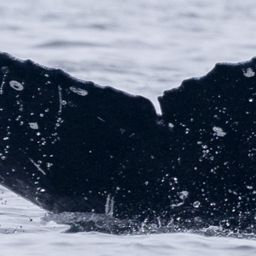 Fluke of CRC-22787