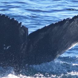 Fluke of CRC-22789