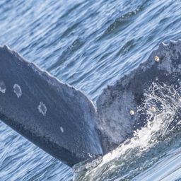 Fluke of CRC-22796