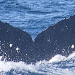 Fluke of CRC-22797
