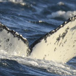 Fluke of HW-MN0804392