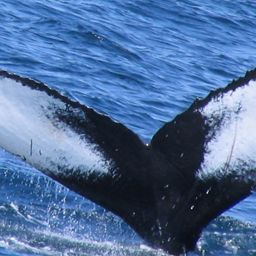 Fluke of Jabiru