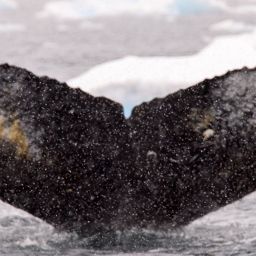 Fluke of HW-MN1306321