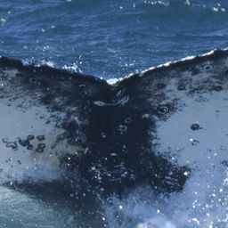 Fluke of HW-MN0804395