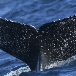 Fluke of HW-MN0804396