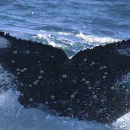 Fluke of HW-MN0804398
