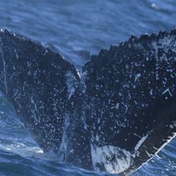 Fluke of HW-MN0804400