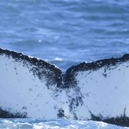 Fluke of HW-MN0804401