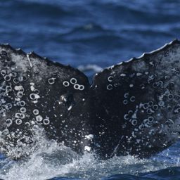 Fluke of HW-MN0804404