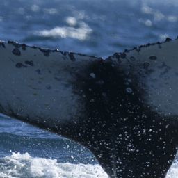 Fluke of HW-MN0804405