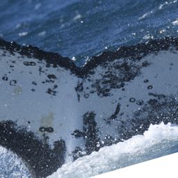 Fluke of HW-MN0804410
