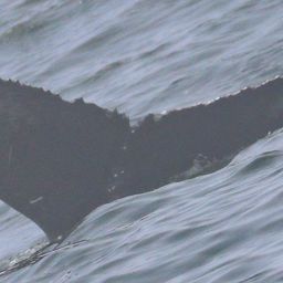 Fluke of CRC-22801