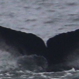 Fluke of CRC-22804