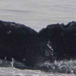 Fluke of CRC-22805