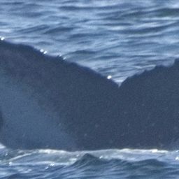 Fluke of CRC-22806