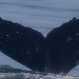 Fluke of CRC-22807