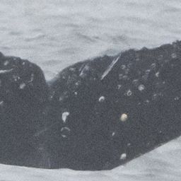 Fluke of CRC-22808