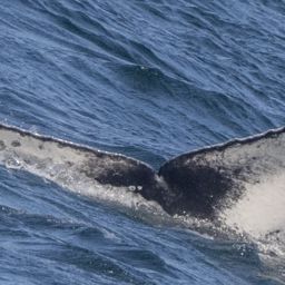 Fluke of CRC-22810