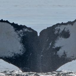 Fluke of CRC-22202
