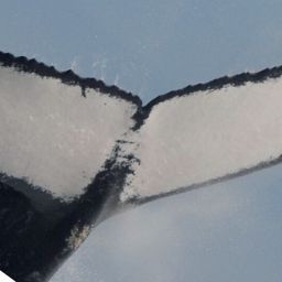 Fluke of HW-MN1306361