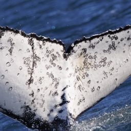Fluke of HW-MN0804412