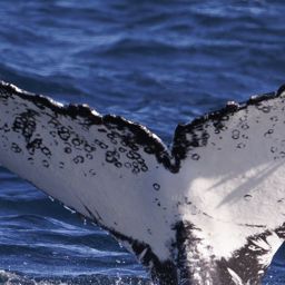 Fluke of HW-MN0804414