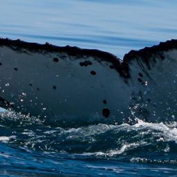 Fluke of HW-MN1108556