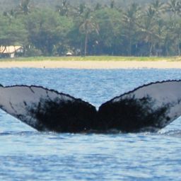 Fluke of HW-MN0440169