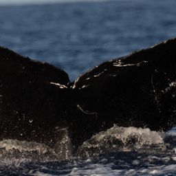 Fluke of HW-MN0440170