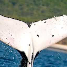 Fluke of HW-MN1108612