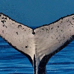 Fluke of HW-MN1108634