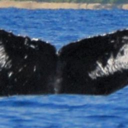 Fluke of BCY0627