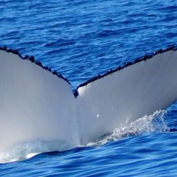 Fluke of HW-MN1108654