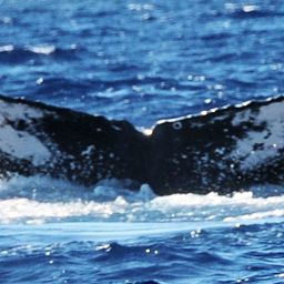 Fluke of HW-MN0440179