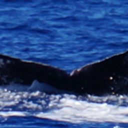 Fluke of HW-MN0440186
