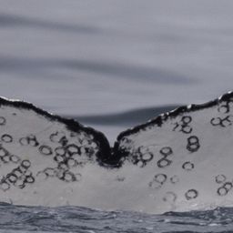 Fluke of HW-MN0804423