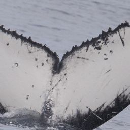 Fluke of HW-MN0804424