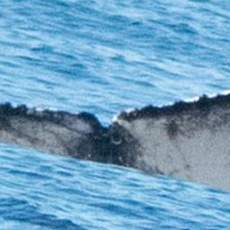 Fluke of CRC-22812