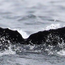 Fluke of CRC-22814