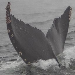 Fluke of CRC-22815